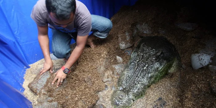 World's largest saltwater croc in captivity