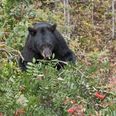 Huge 500lb black bear nicknamed ‘Hank the Tank’ breaks into 28 homes to steal food