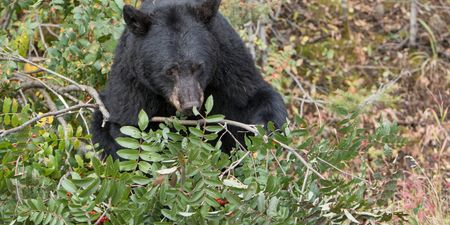 Huge 500lb black bear nicknamed ‘Hank the Tank’ breaks into 28 homes to steal food