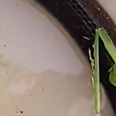 Frog, beetle and two mice team up with snake to escape flood