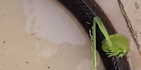 Frog, beetle and two mice team up with snake to escape flood