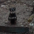 Ukrainian soldiers adopt freezing puppy who now stands guard for them