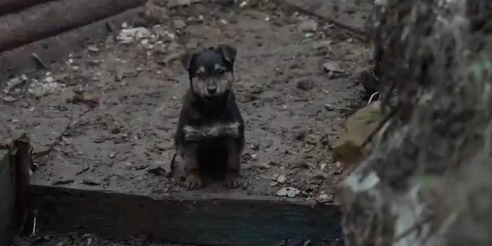 Ukrainian soldiers adopt puppy