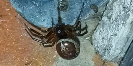 Poisonous spiders discovered eating bats in the UK for the first time