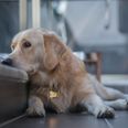 Dogs ‘feel grief and mourn when other pets die’ – and it can last for years