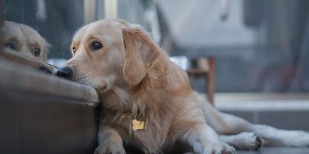 Dogs ‘feel grief and mourn when other pets die’ – and it can last for years