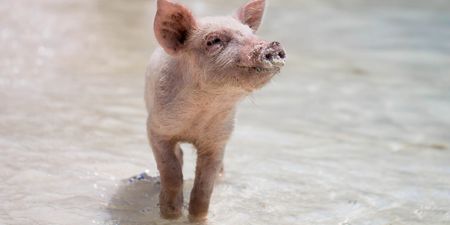 Scientists can now read the emotions of pigs and the results are super cute