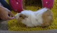 Guinea Pig sets Guinness World Record by completing 14 tricks in one minute