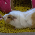 Guinea Pig sets Guinness World Record by completing 14 tricks in one minute
