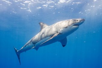 Scientist finally crack mystery of if sharks can sleep