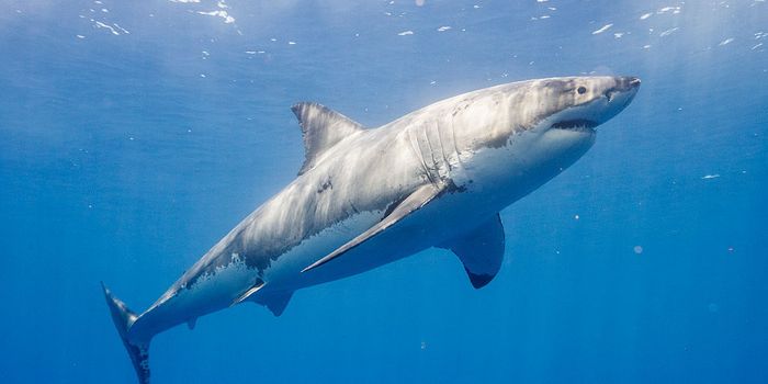 Scientists establish whether sharks sleep
