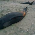 Heartbreaking images as dozens of pilot whales die at infamous beach