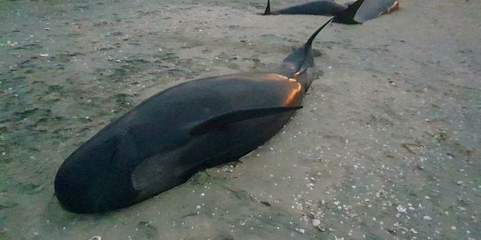 31 pilot whales dead in New Zealand