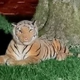 Terrified neighbours call police over tiger in back garden – it was a cuddly toy