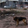 Hundreds of dogs found dead in Ukrainian shelter after being locked away since February 24