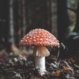 Mushrooms can talk to each other, researcher suggests