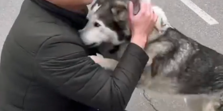 Heartwarming moment husky is reunited with its owner in Ukrainian city of Bucha