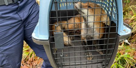 Fox that bit nine people on US Capitol Hill had rabies