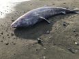 Super-rare, century-old shark stranded on British beach died of meningitis, report finds