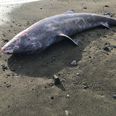 Super-rare, century-old shark stranded on British beach died of meningitis, report finds