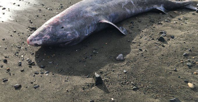 Rare Greenland shark died of meningitis