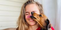 Your dog’s kisses may contain a superbug that could kill you, study says