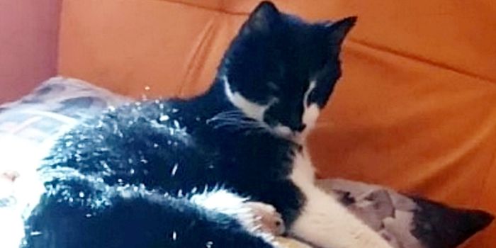 Video shows 'cold-hearted' delivery driver appearing to deliberately run  over beloved pet cat