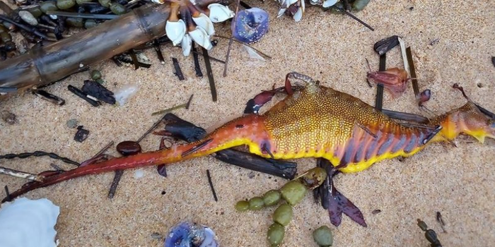Creature washes up on Australian beaches