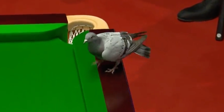 Pigeon interrupts game at Snooker World Championship