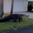 ‘Monster’ alligator videoed roaming residential area looking for a date