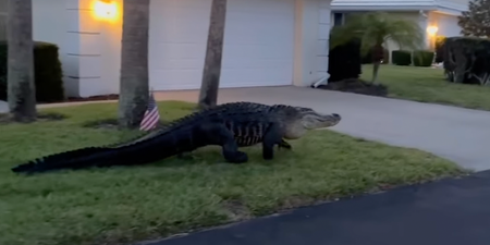 ‘Monster’ alligator videoed roaming residential area looking for a date