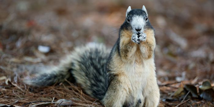 Man hospitalised after squirrel attack