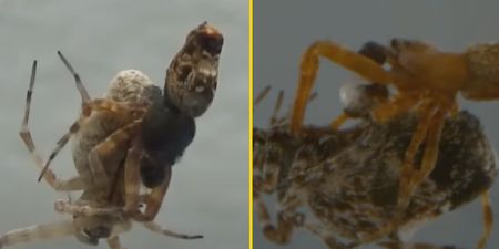 These male spiders catapult away to avoid being cannibalized after sex