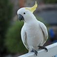 Man regrets buying cockatoo after it sings one heavy metal song repeatedly