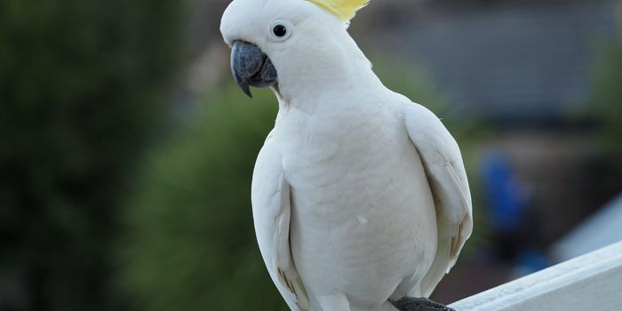 Man regrets buying cockatoo from Craigslist as it only sings one heavy metal song