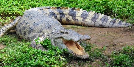 Croc shot dead after attacking and biting woman’s leg