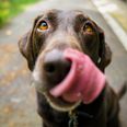 Here’s how often you should feed your dog – the results even surprised scientists
