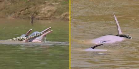 Footage of two male dolphins getting ‘sexually aroused’ with anaconda in mouths confuses researchers