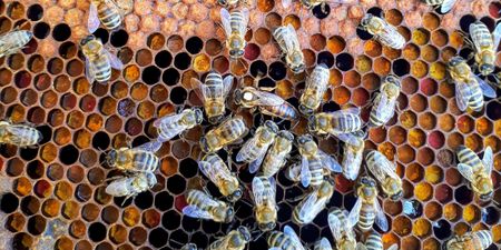 Honeybees first non-human animals to differentiate between even and odd numbers