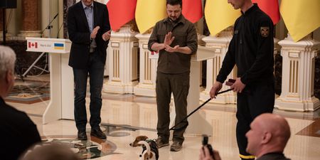 Ukraine’s hero mine-sniffing dog Patron awarded medal by Zelensky for war service
