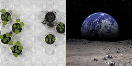 Scientist ‘astonished’ with breakthrough as Moon soil grows plants for the first time