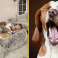 World’s first human dog bed is finally available for pet owners
