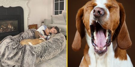 World’s first human dog bed is finally available for pet owners