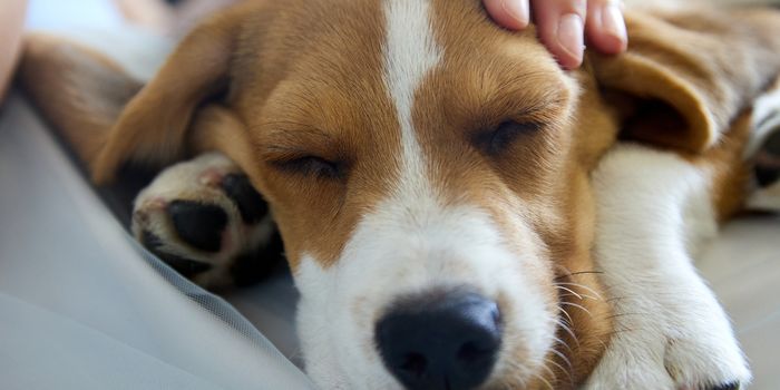 Pet gestures: big stretch could mean your dog is ill