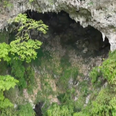 Secret sinkhole in China reveals ancient hidden forest with possible ‘new species’, scientist say
