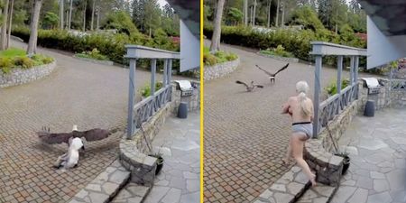 Topless mum in her undies rescues pet goose from bald eagle in crazy video