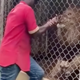 Shocking moment lion rips off man’s finger after he sticks his hand into zoo cage
