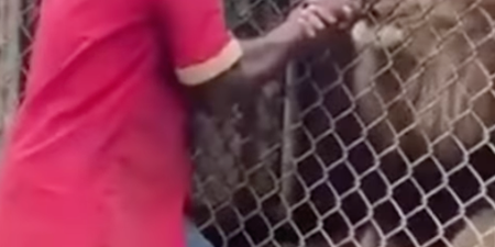 Shocking moment lion rips off man’s finger after he sticks his hand into zoo cage