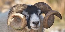 Sheep sentenced to three years in military prison camp for killing woman