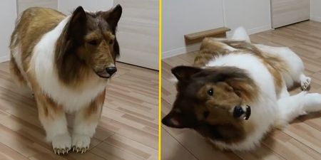 Japanese man spends £12,480 to look like a border collie – and it kind of works